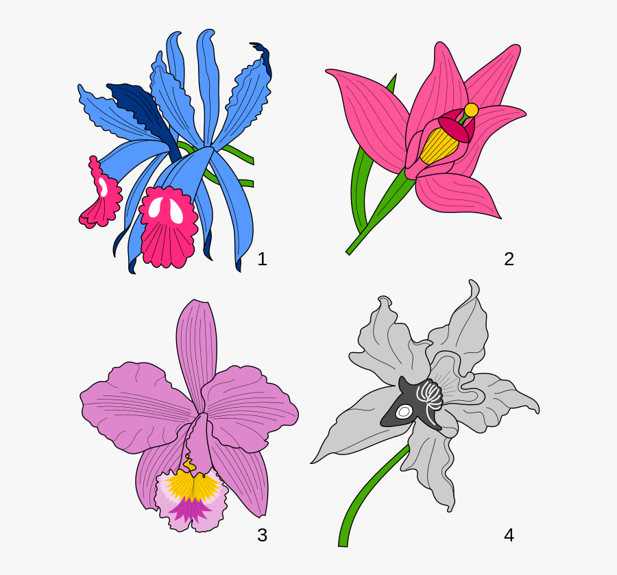 File - Orchids Heraldry - Svg - Wikimedia Commons - - Orchid Heraldry, Transparent Clipart