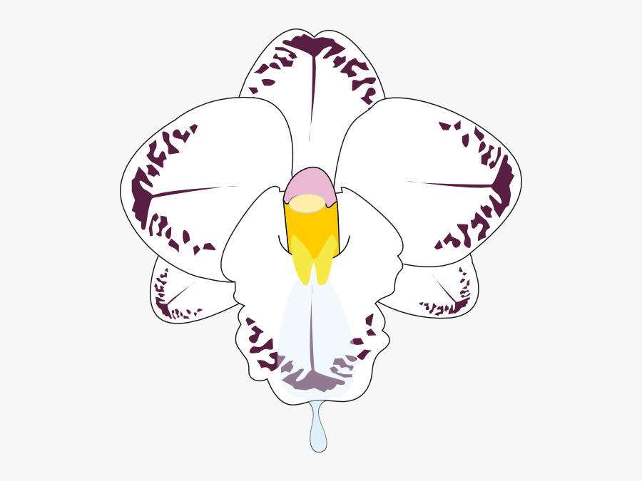 Orchids, Transparent Clipart