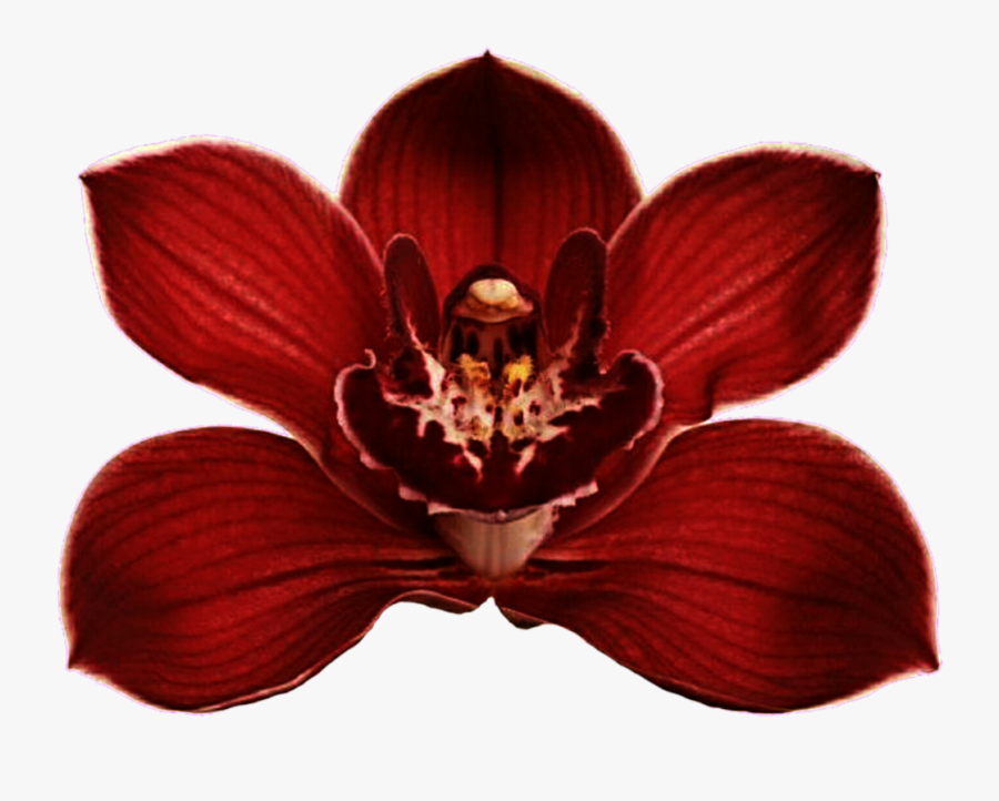 Clip Art Red Orchid Flower - Red Orchid Flower Png, Transparent Clipart