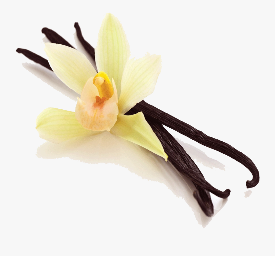 Transparent Orchid Clipart - Transparent Background Vanilla Png, Transparent Clipart