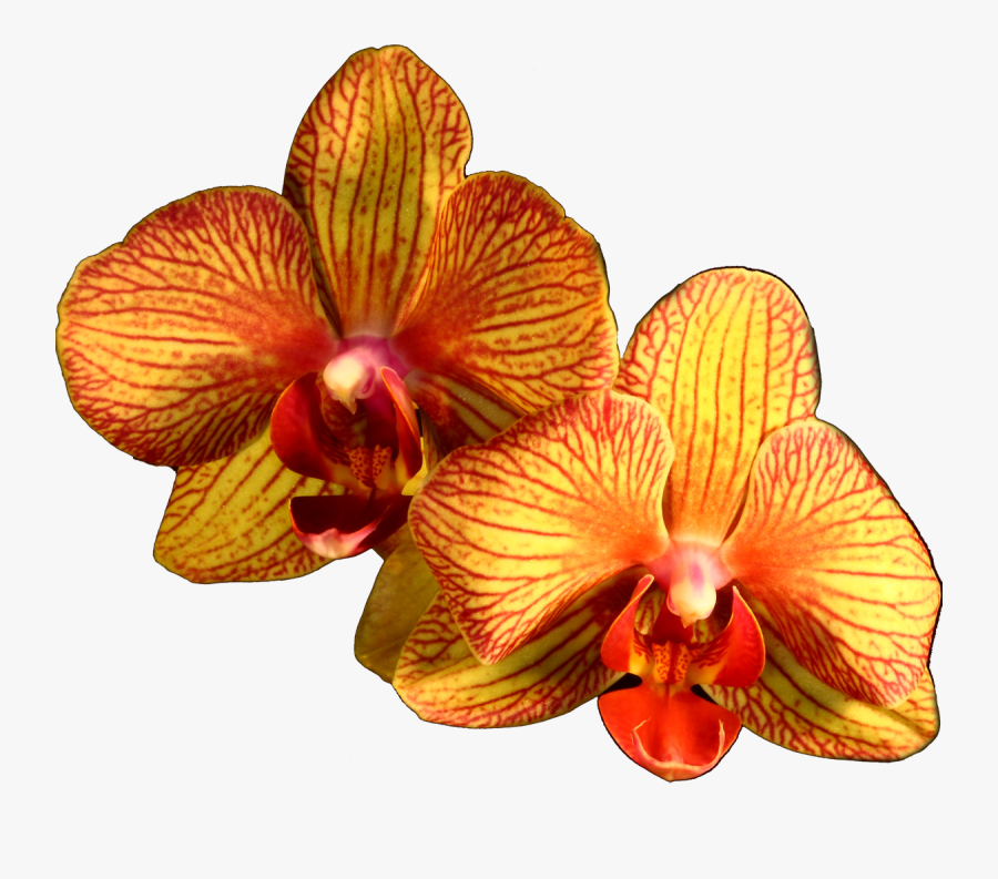 Plant Flower Moth Orange Orchids Orchid Clipart - Moth Orchid, Transparent Clipart