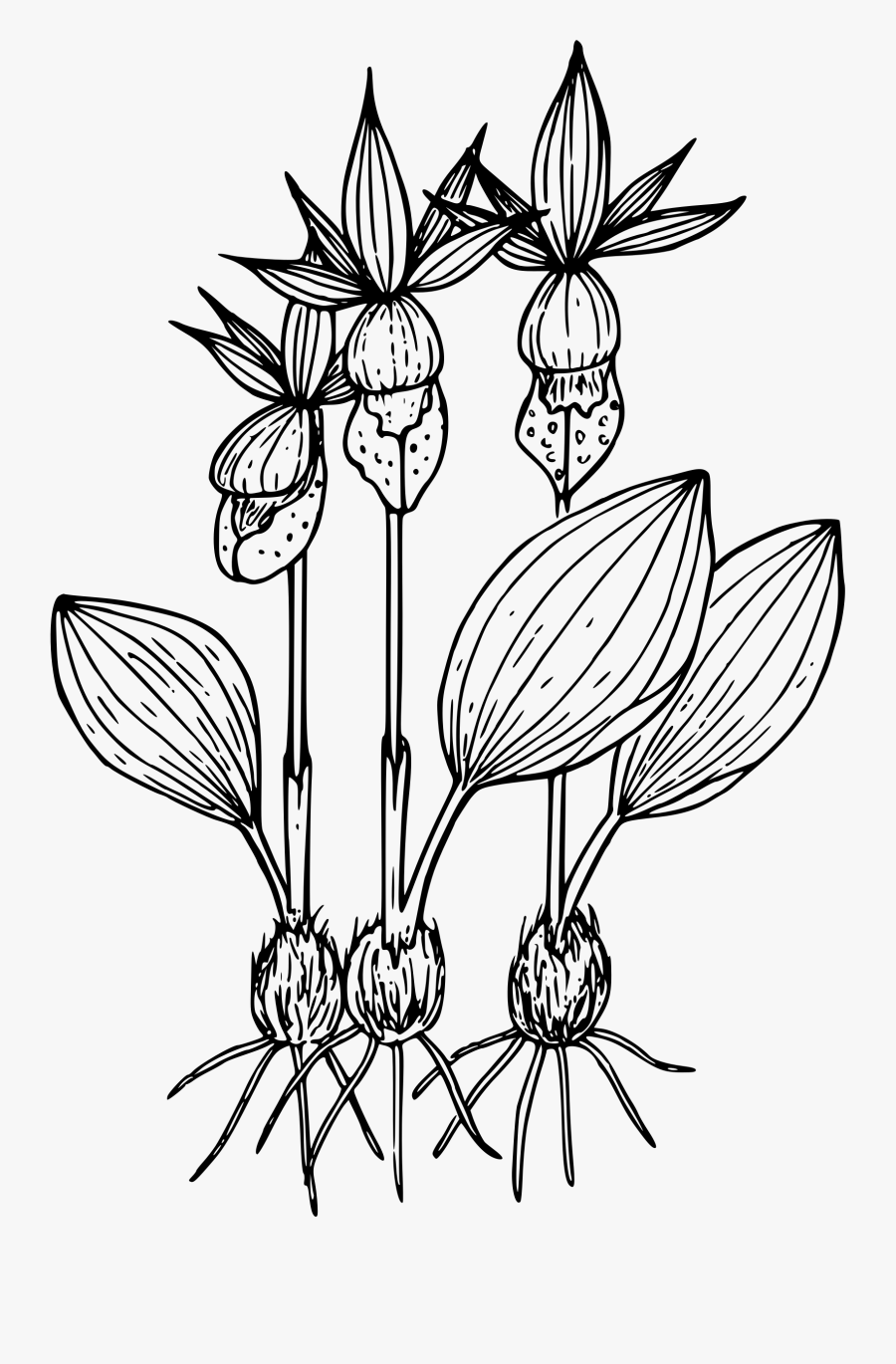 Orchid Clipart Black And White - Orchid Small Plant Clipart Black And White, Transparent Clipart