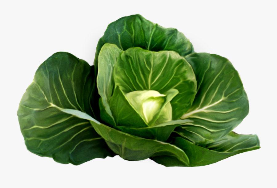 Cabbage Nutritional Value, Transparent Clipart