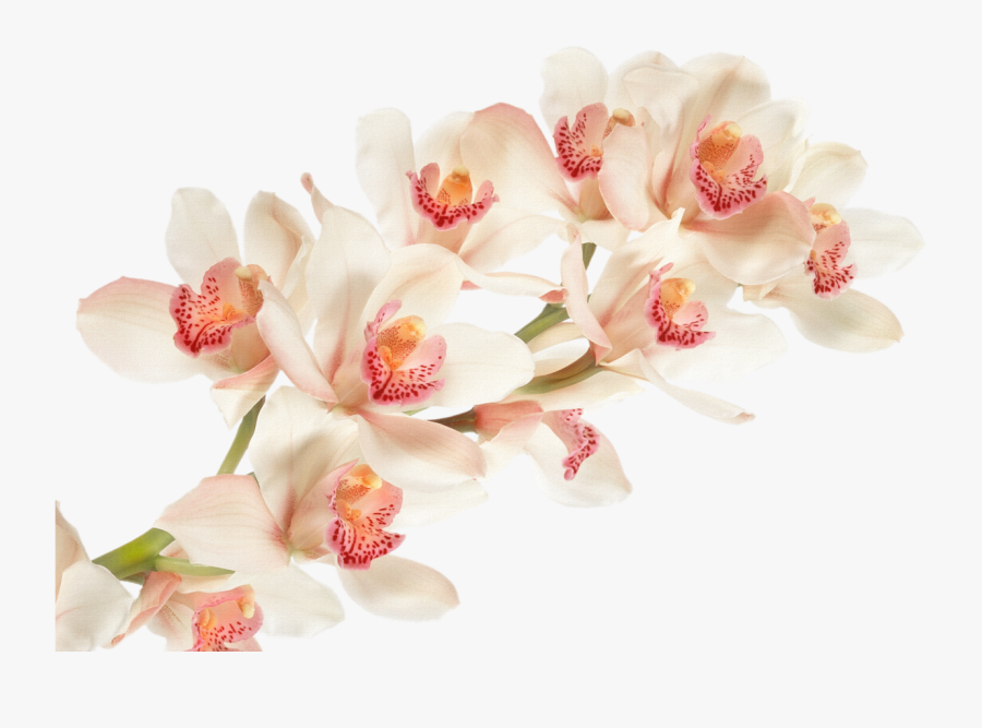 Papel De Parede Orquídea, Transparent Clipart