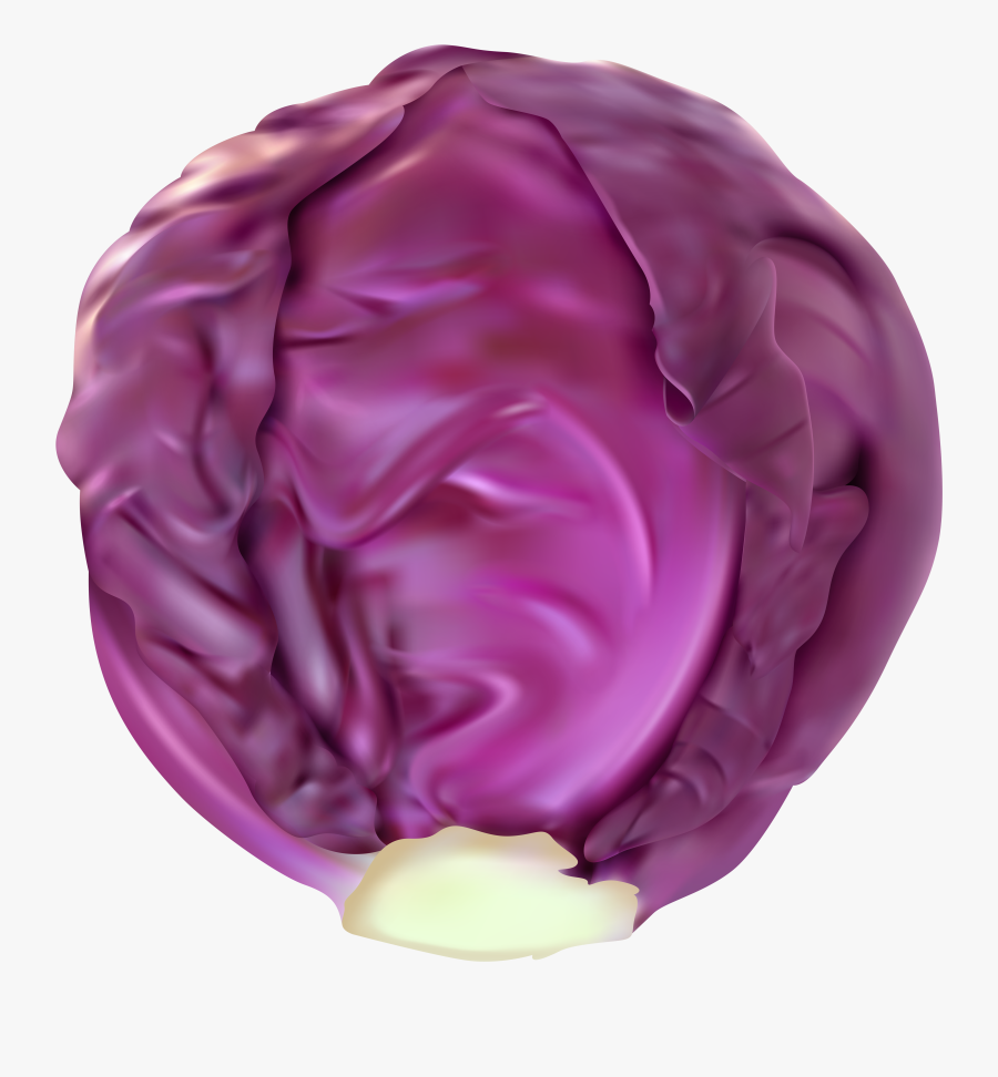 Red Cabbage Png Clip Art Image - Red Cabbage, Transparent Clipart