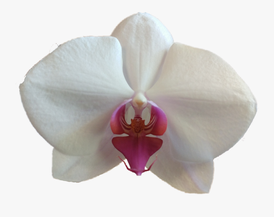 #orchid - Moth Orchid, Transparent Clipart