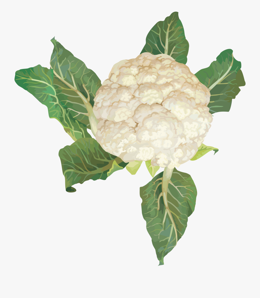 Transparent Cabbage Clipart - Cauliflower Plant Png, Transparent Clipart