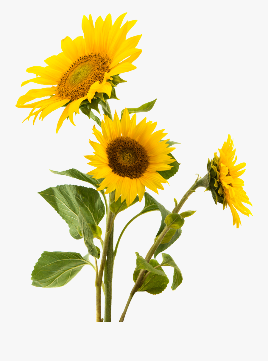Snack Gluten Sunflower Nut Seed Sunflowers Common Clipart - Transparent Background Sunflower Leaves Png, Transparent Clipart