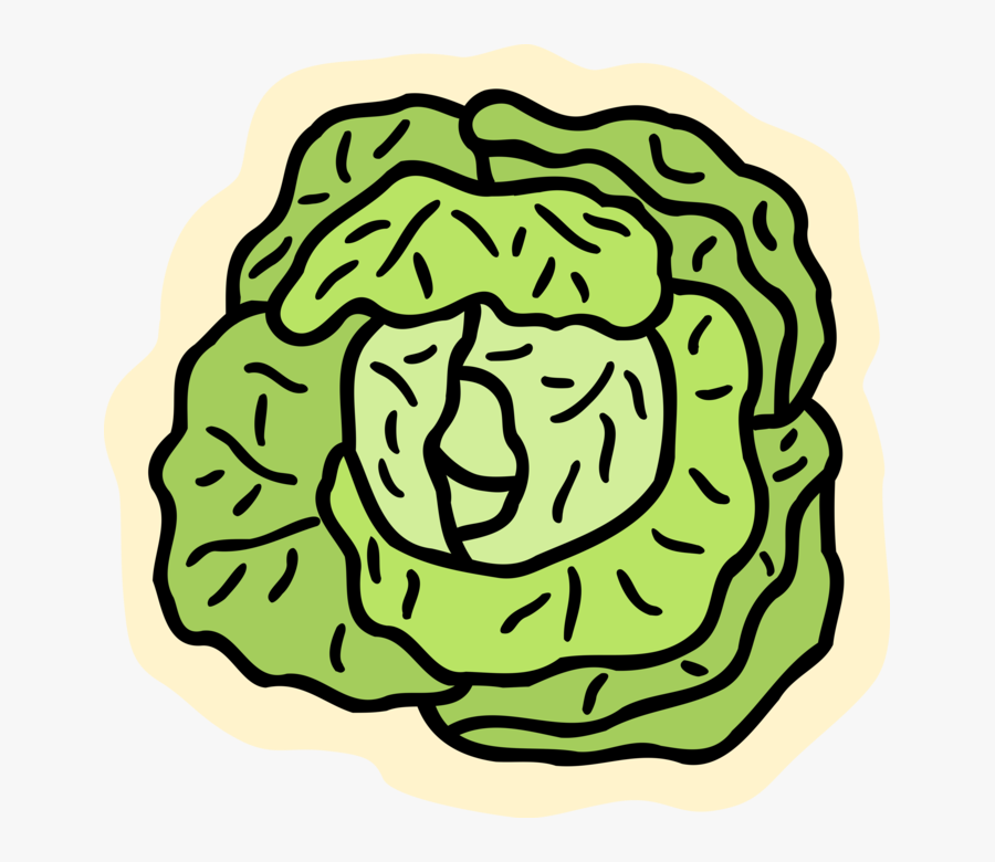 Transparent Cabbage Clipart - Salat Clipart, Transparent Clipart