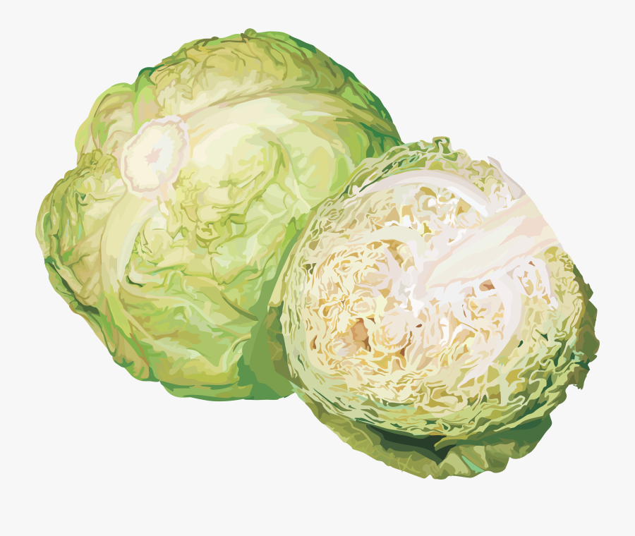 Cabbage Png, Transparent Clipart