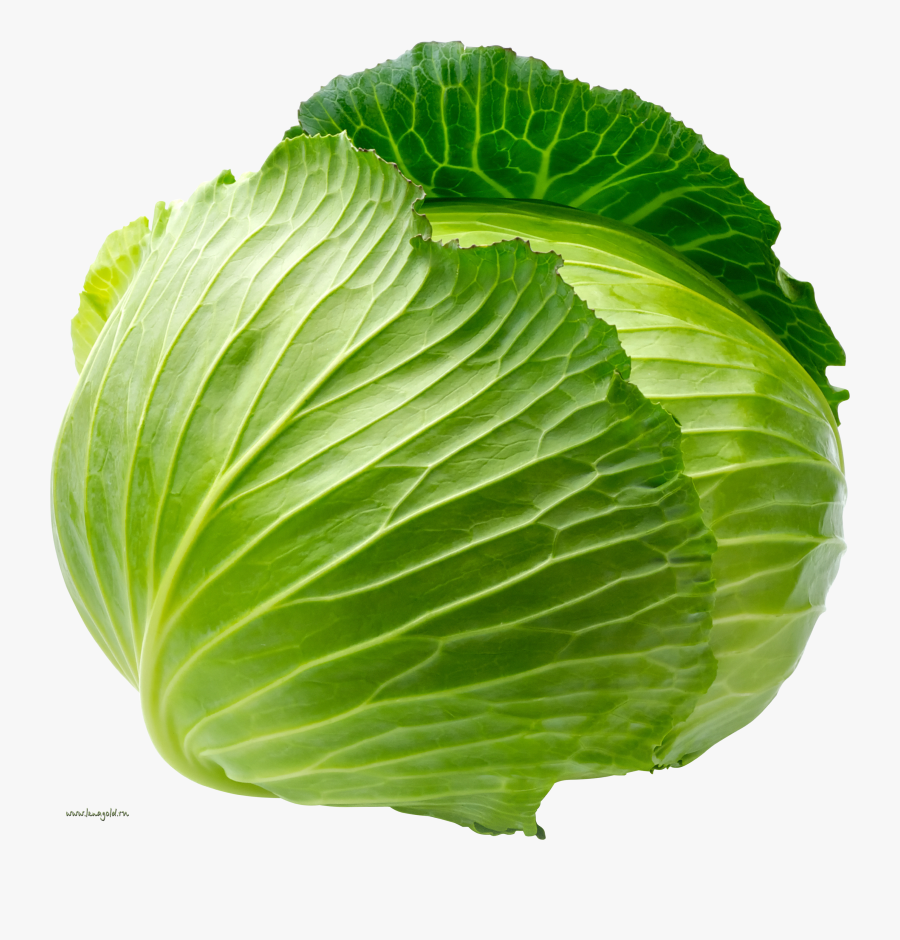 Clip Art Cabbage Png - Cabbage Png, Transparent Clipart