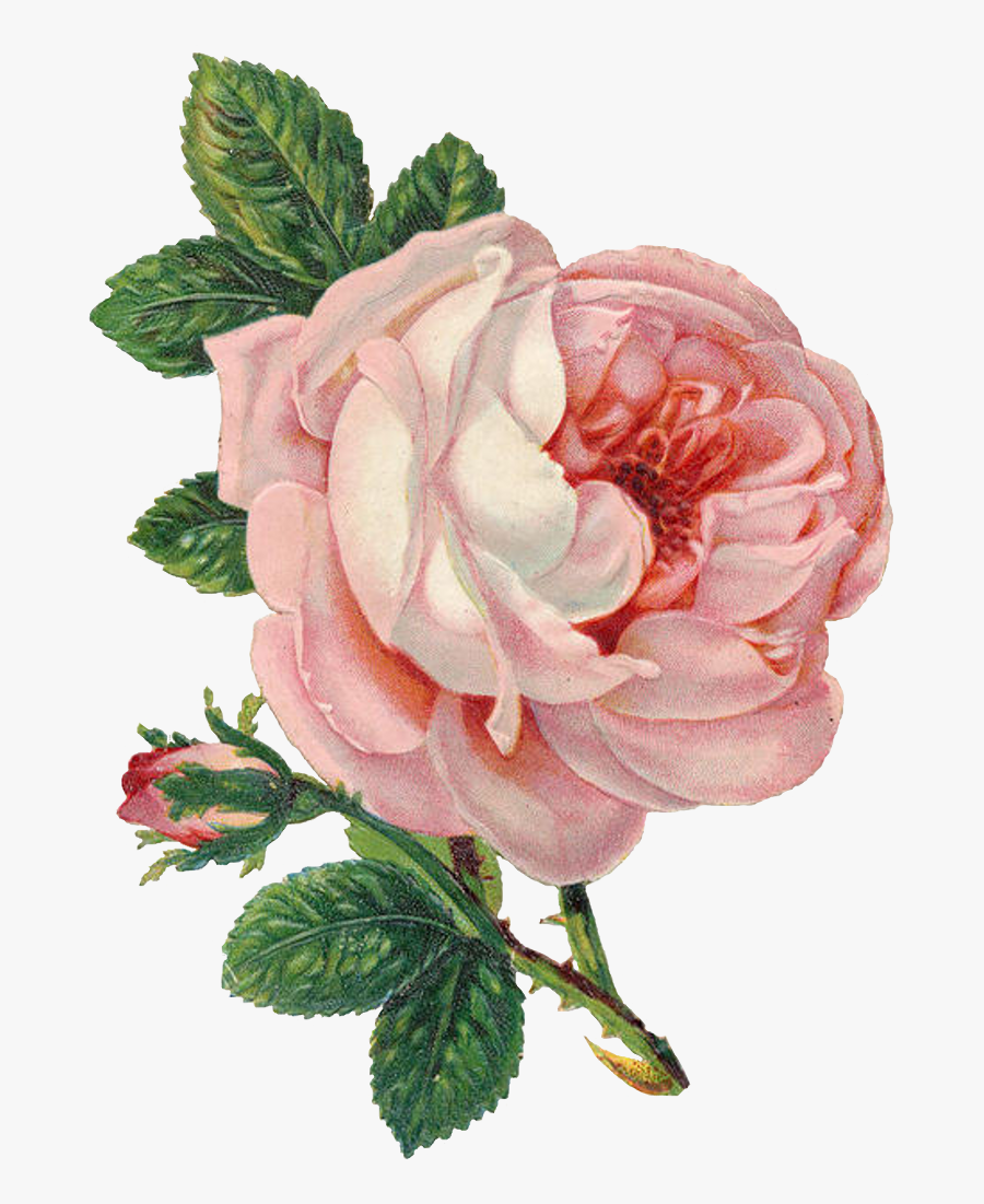 Rose Clipart Cabbage - Vintage Pink Rose Png, Transparent Clipart