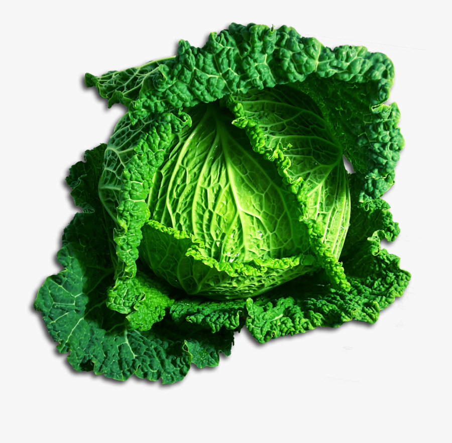 Green Cabbage Png - Chou Vert Png, Transparent Clipart