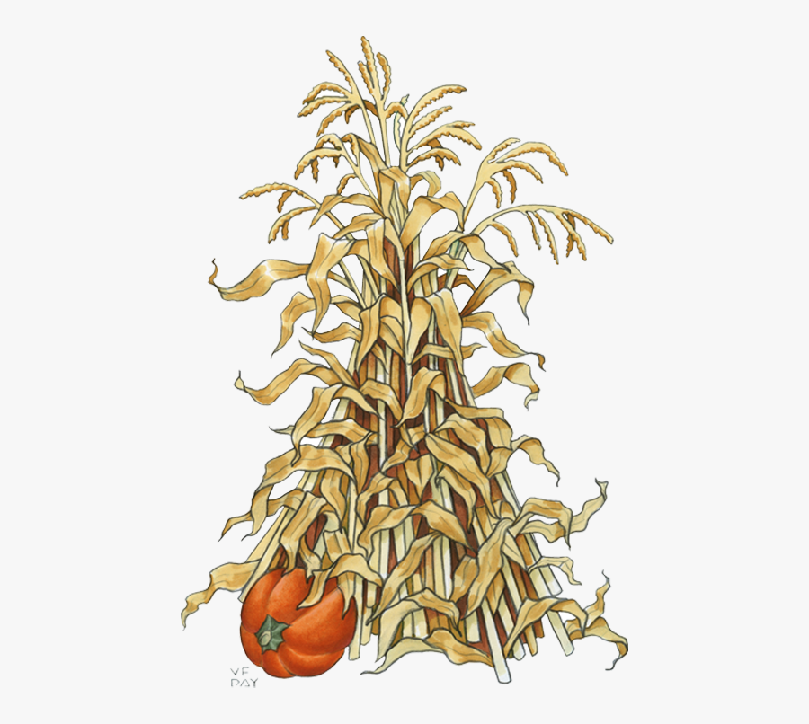 Pumpkin Drawing Maize Clip Art - Fall Corn Stalk Clip Art, Transparent Clipart