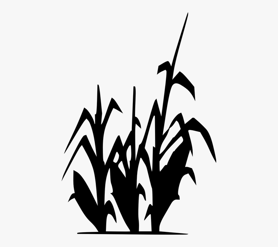 Transparent Cornstalk Png, Transparent Clipart
