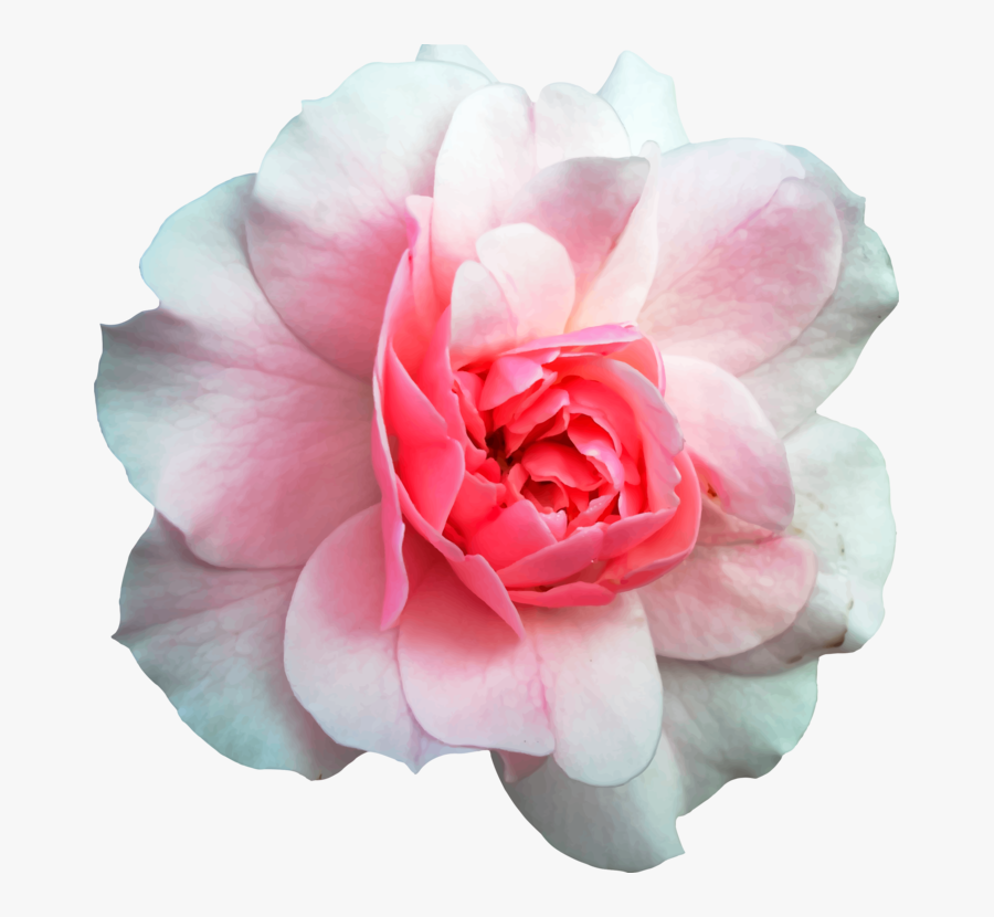 Rose Clipart Cabbage - Realistic Clip Art Flowers, Transparent Clipart