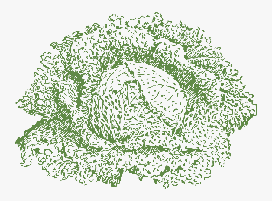 Savoy Cabbage - Cabbage, Transparent Clipart