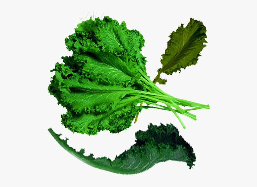 Spring Greens Cabbage Organic Food Kale - Mustard Greens, Transparent Clipart