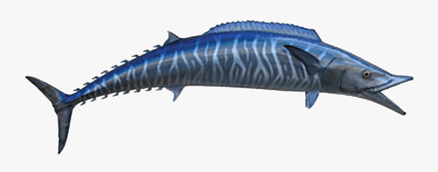 Transparent Swordfish Clipart - Atlantic Blue Marlin, Transparent Clipart