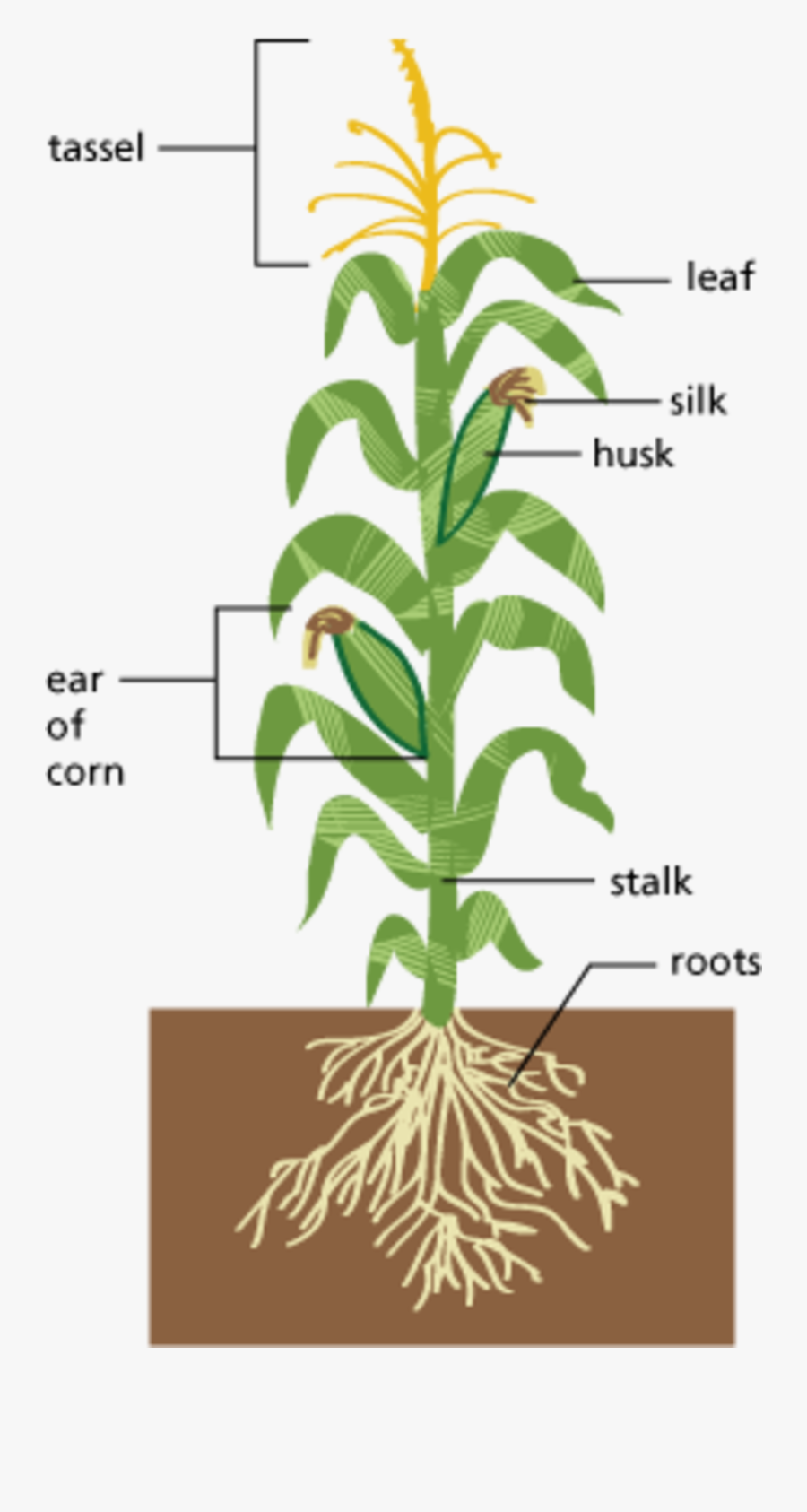 Image Of Edible Parts Of A Plant Diagram Large Size - Diagram Of A Corn Plant, Transparent Clipart