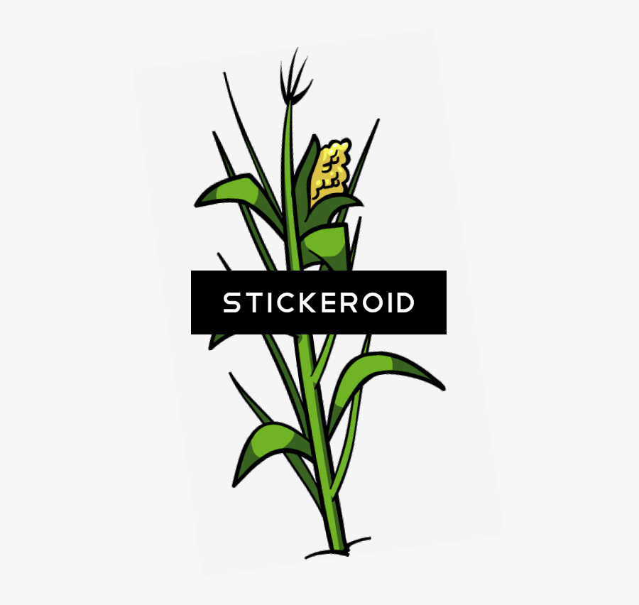 Transparent Corn Stalk Bundle Clipart - Clip Art, Transparent Clipart