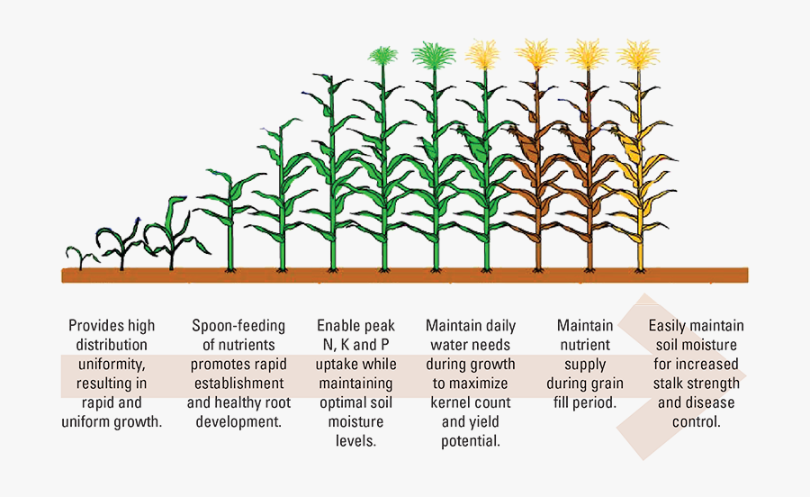 Plant Growth And Evapotranspiration, Transparent Clipart