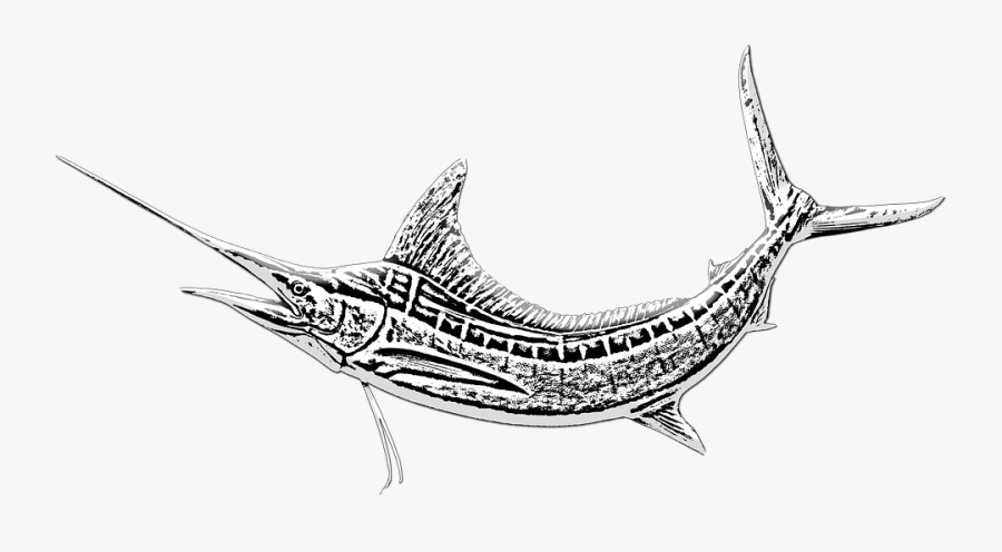 Marlin Fish Sword Fish Game Fishing Marlin Fishing - Atlantic Blue Marlin, Transparent Clipart