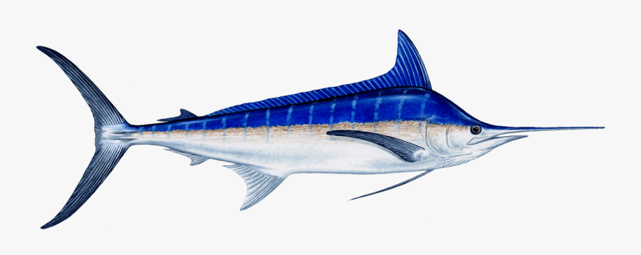 A Short But Elongate Dorsal Fin, And A Thin Caudal - Png Blue Marlin Fish, Transparent Clipart