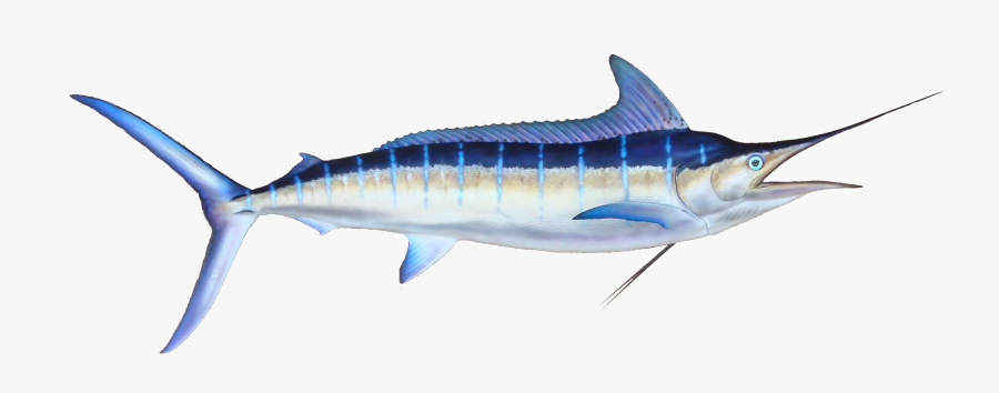 Striped Marlin, Oahu, Hawaii - Black Marlin Striped, Transparent Clipart