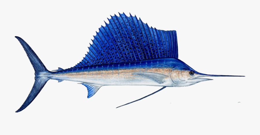 Fish With Large Fin, Transparent Clipart
