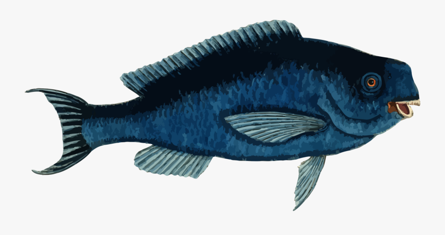 Marine Biology,electric Blue,fin - Blue Parrot Fish Clipart, Transparent Clipart