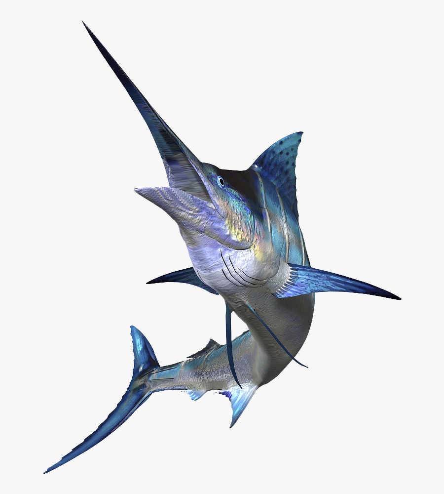 Sailfish Marlin Fishing Atlantic Blue Marlin Big-game - Marlin Png, Transparent Clipart