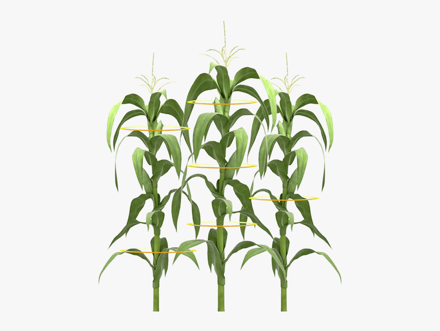 Clip Art Droughtgard Hybrids Genuity Maximize - Maiz Plantas Png, Transparent Clipart