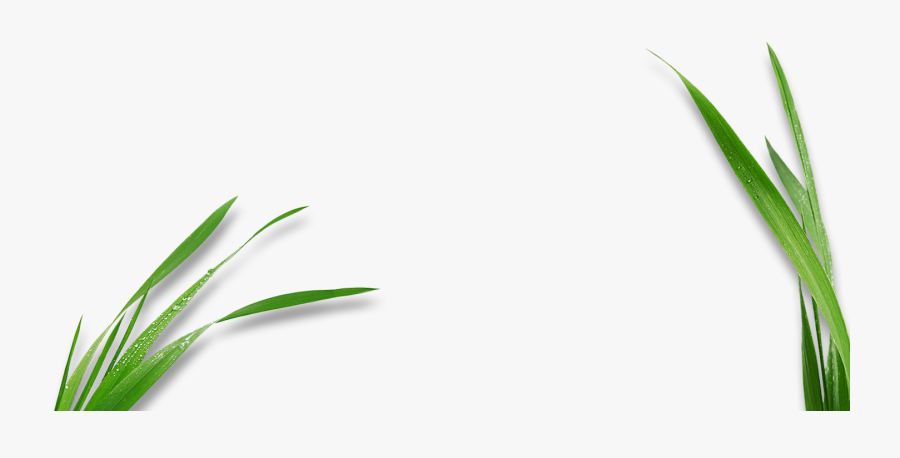 Transparent Corn Stalk Clipart - Corns Leaf For Logo Png, Transparent Clipart