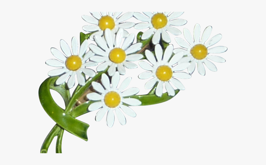 Oxeye Daisy, Transparent Clipart