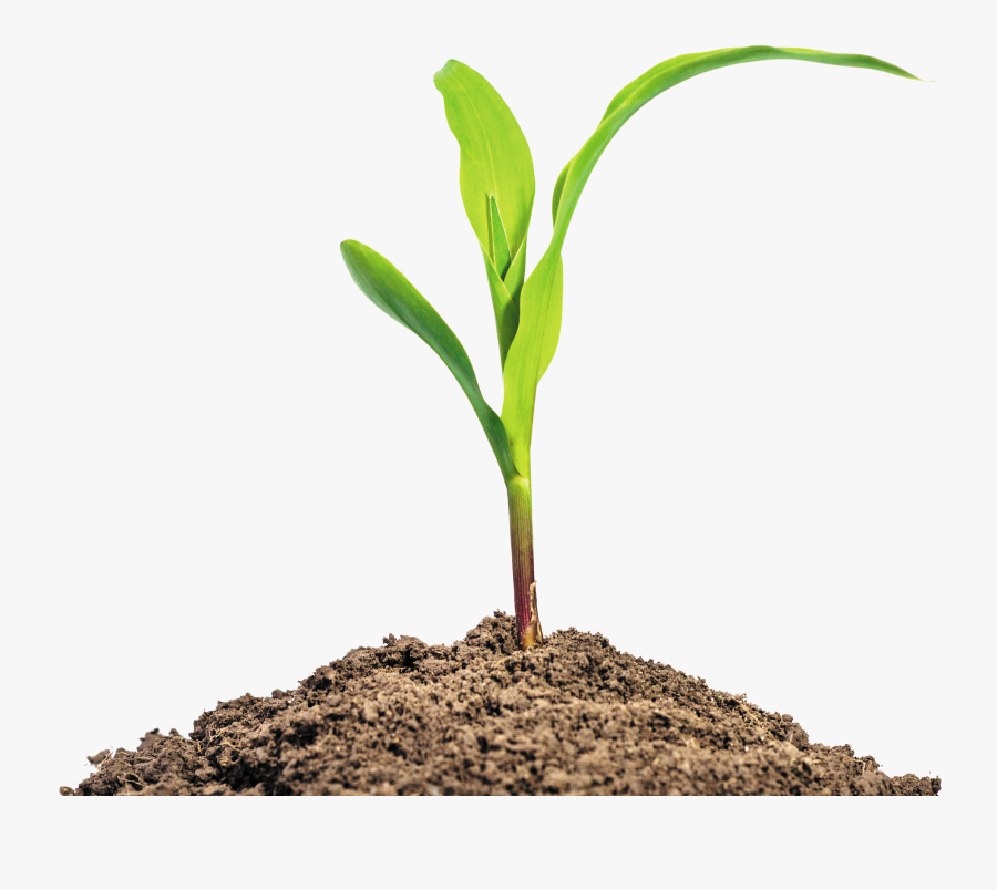Maize Seedling Baby Corn Stock Photography Plant - Fertilizer Png, Transparent Clipart