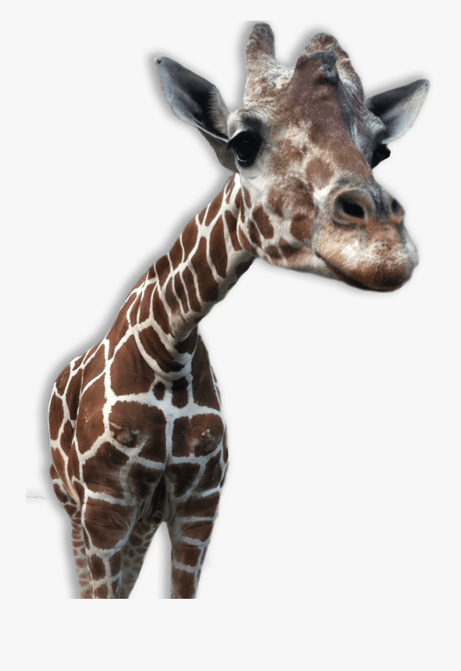 Giraffe Close Up Transparent Png - Zoo Animals No Background, Transparent Clipart
