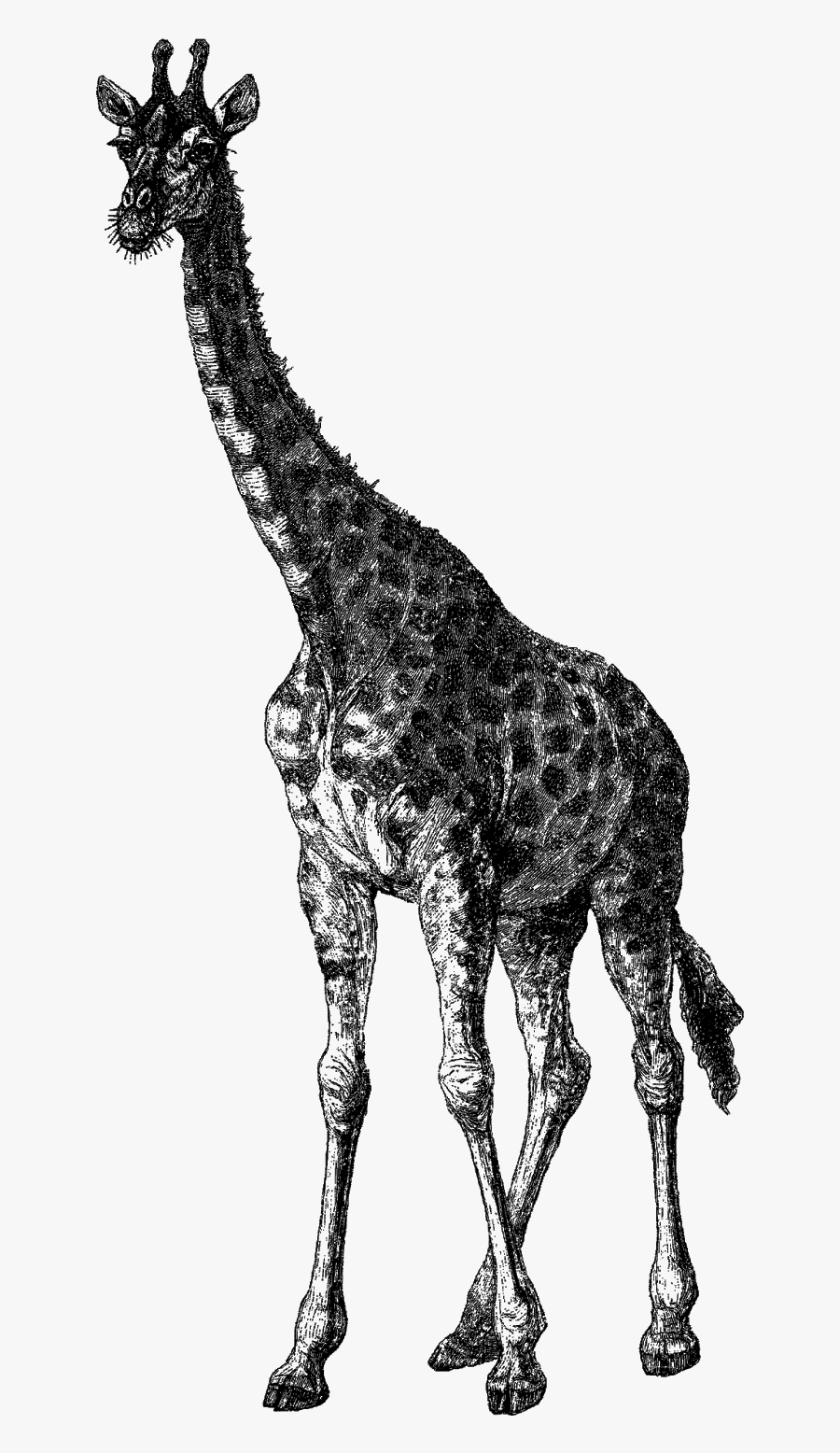 Giraffe, Transparent Clipart