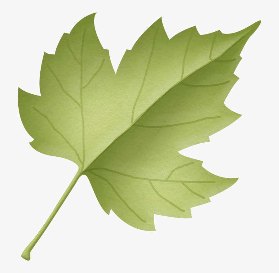 Transparent Maple Leaf Png - Maple Leaves Clipart Green, Transparent Clipart