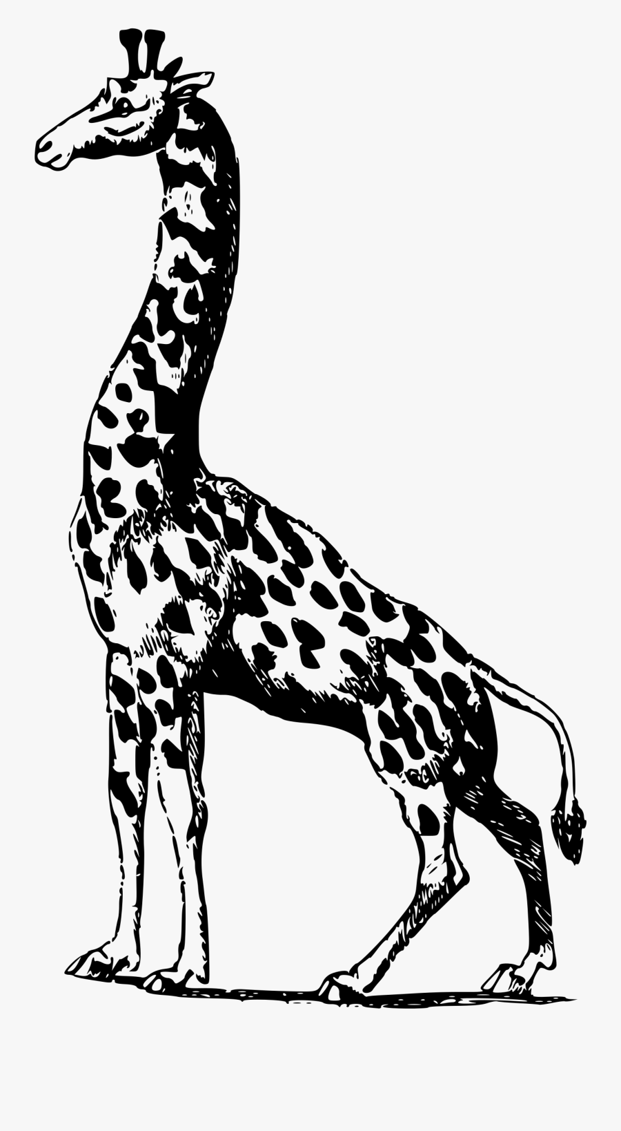 Giraffe, Transparent Clipart