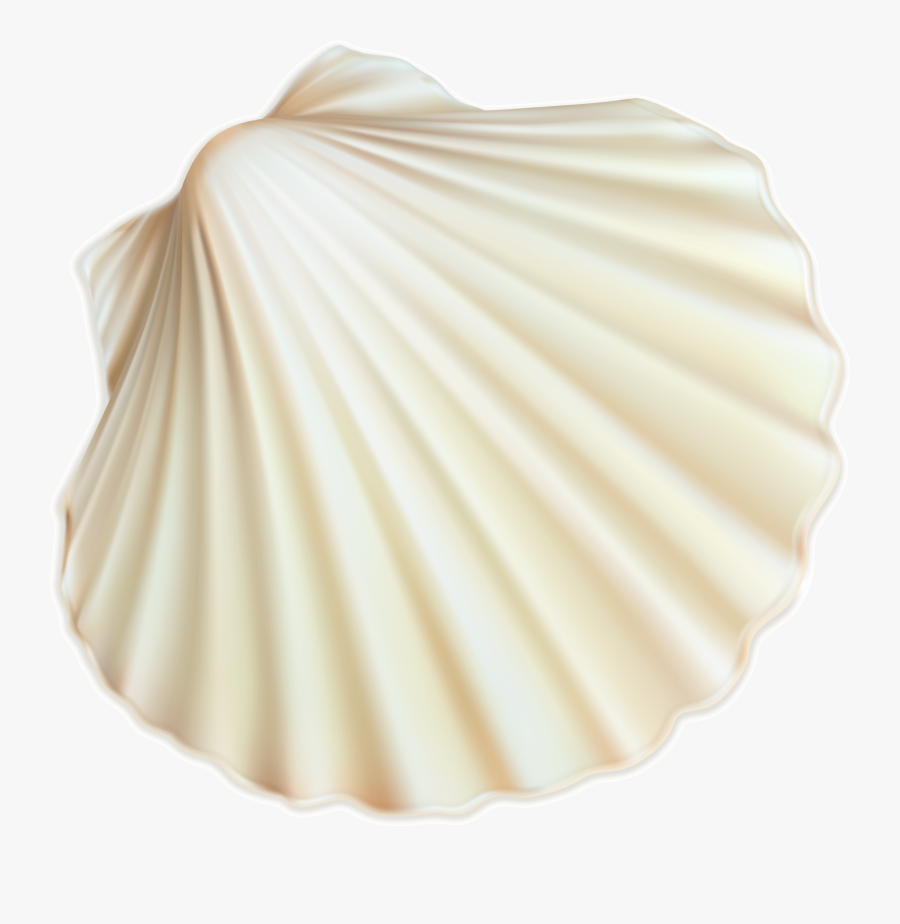 Seashell Png - Scallop, Transparent Clipart
