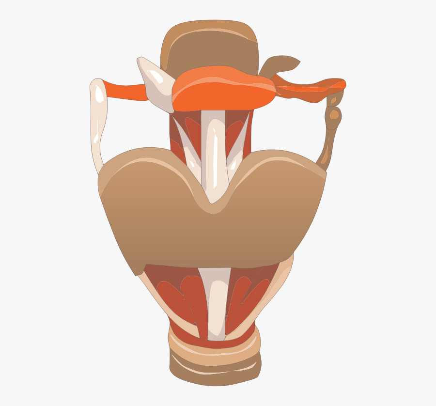 Food,joint,larynx - Larynx Clipart, Transparent Clipart