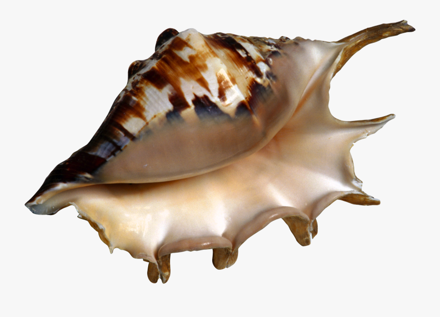 Transparent Seashells Clipart - Ракушка На Прозрачном Фоне, Transparent Clipart