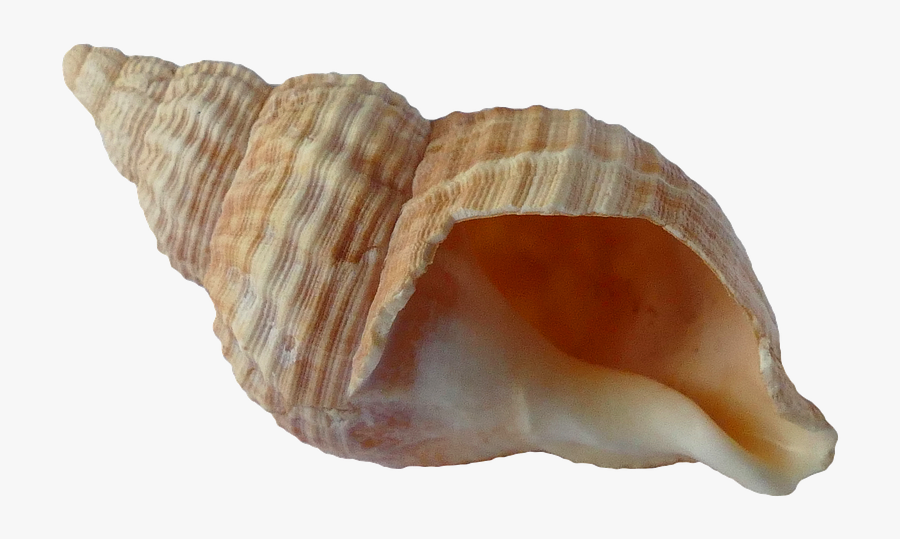 Seashells Png - Transparent Background Seashell Png, Transparent Clipart
