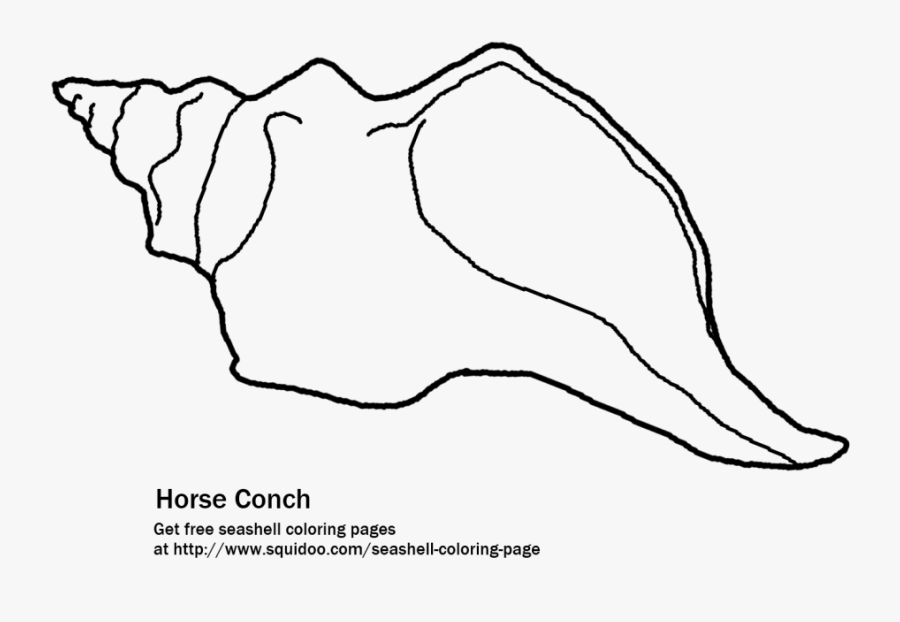 The Florida Horse Conch Printable Coloring Page - Coloring Book, Transparent Clipart