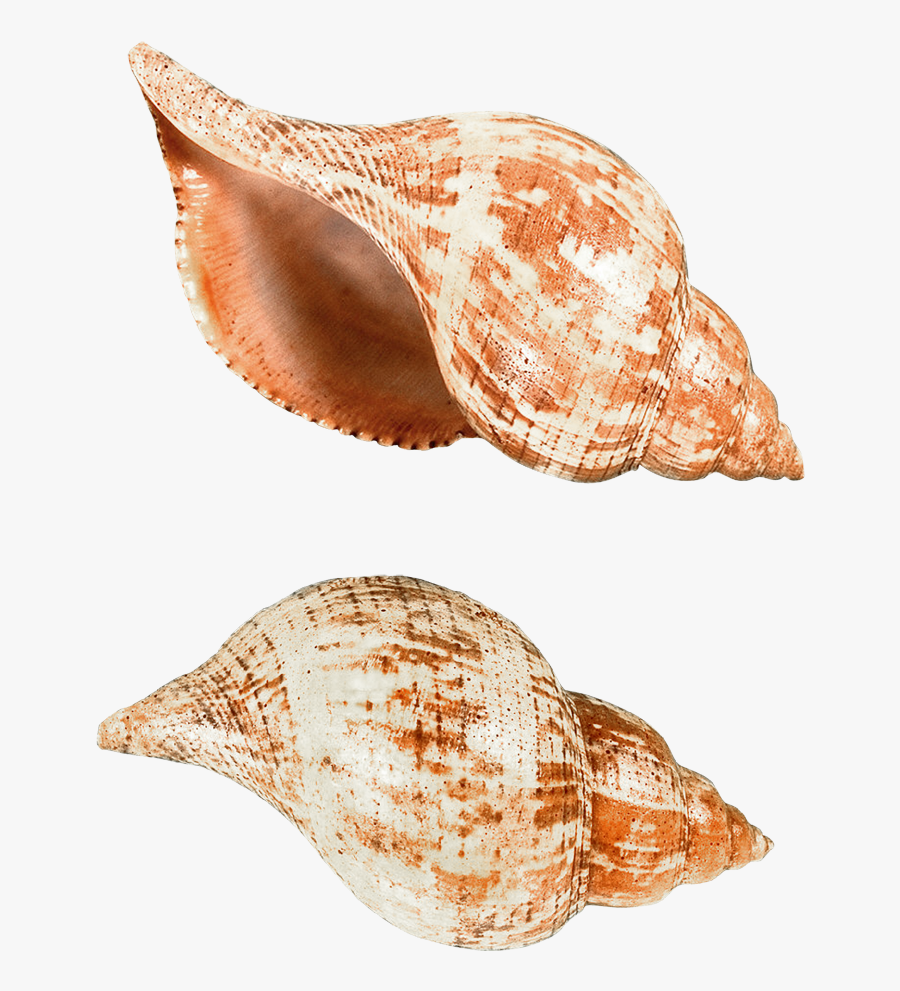 Seashell Png - Deniz Kabukları Png, Transparent Clipart
