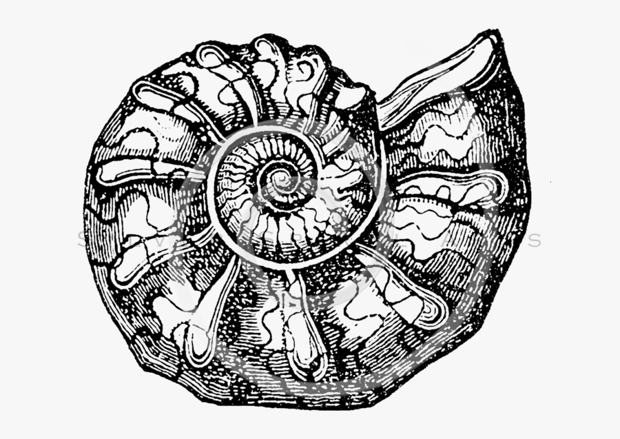 Seashells Png - Ammonite Fossil Half Drawing, Transparent Clipart
