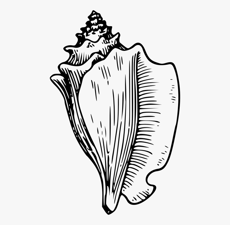 Clip Art Conch Drawing Shell Beach - Clip Art Conch Shell, Transparent Clipart