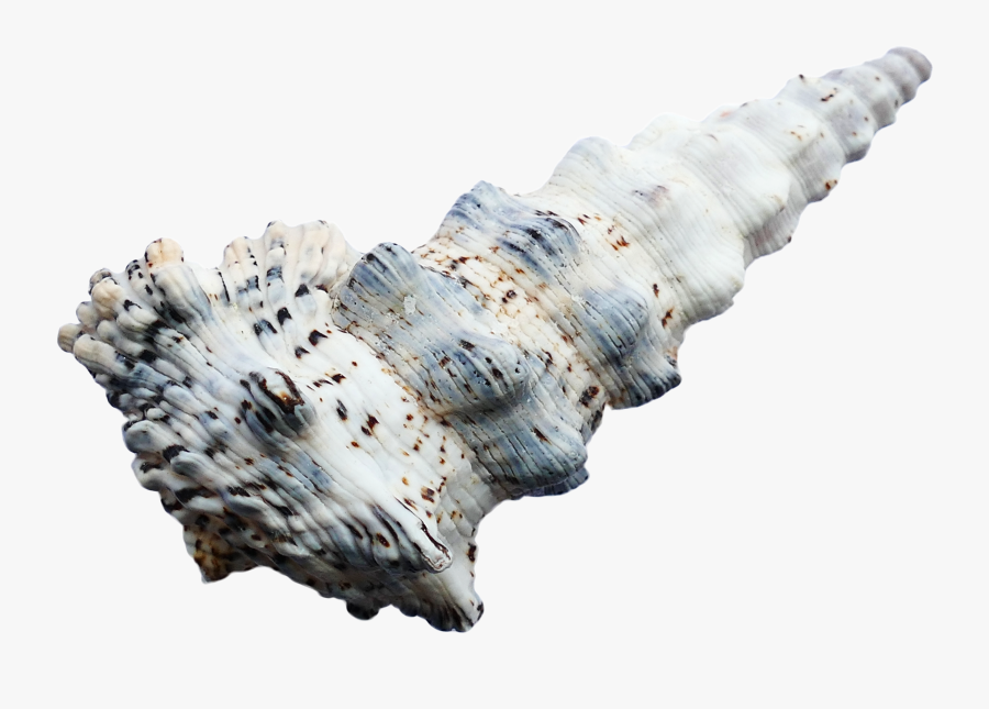 Conchas Do Mar Png, Transparent Clipart