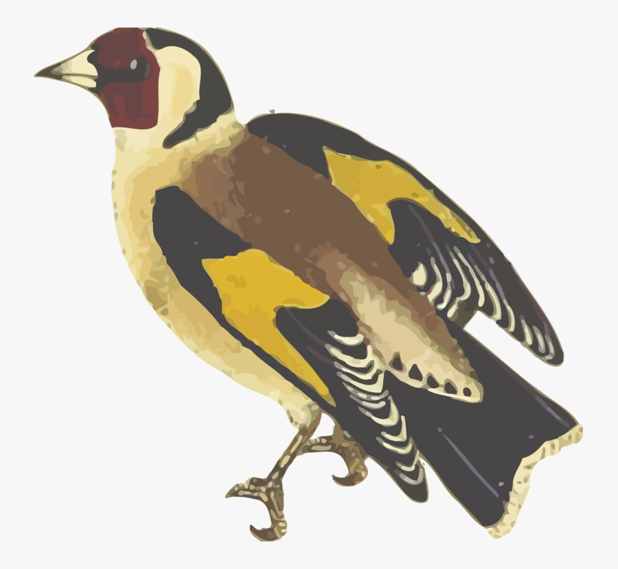 American Goldfinch Cliparts - Finch, Transparent Clipart